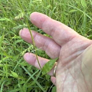 Oplismenus hirtellus at Kangaroo Valley, NSW - suppressed