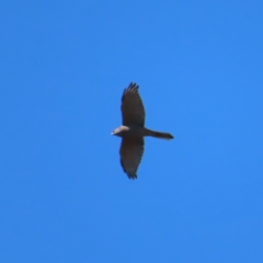 Tachyspiza fasciata (Brown Goshawk) at Molonglo Valley, ACT - 25 Apr 2023 by MatthewFrawley