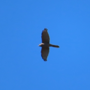 Accipiter fasciatus at Molonglo Valley, ACT - 25 Apr 2023