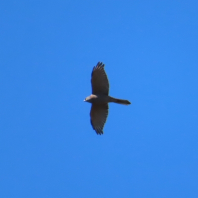 Accipiter fasciatus (Brown Goshawk) at Block 402 - 25 Apr 2023 by MatthewFrawley