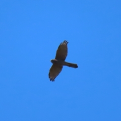 Accipiter fasciatus at Molonglo Valley, ACT - 25 Apr 2023