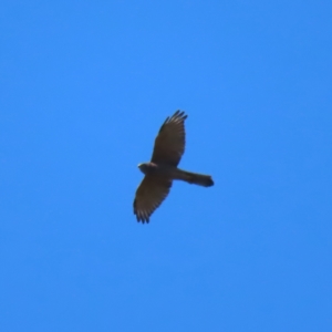 Accipiter fasciatus at Molonglo Valley, ACT - 25 Apr 2023