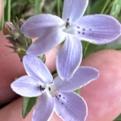 Pseuderanthemum variabile (Pastel Flower) at Kangaroo Valley, NSW - 5 Mar 2023 by lbradleyKV