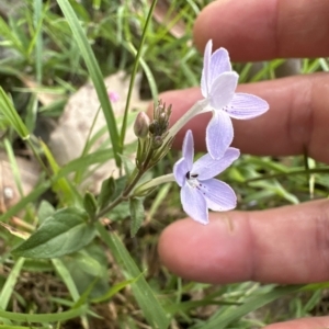 Pseuderanthemum variabile at Kangaroo Valley, NSW - 5 Mar 2023