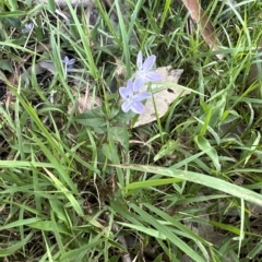 Pseuderanthemum variabile at Kangaroo Valley, NSW - 5 Mar 2023