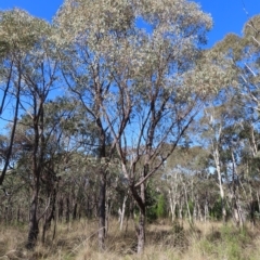 Eucalyptus macrorhyncha (Red Stringybark) at Block 402 - 25 Apr 2023 by MatthewFrawley