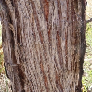 Eucalyptus macrorhyncha at Stromlo, ACT - 25 Apr 2023