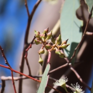 Eucalyptus macrorhyncha at Stromlo, ACT - 25 Apr 2023 12:25 PM