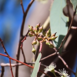 Eucalyptus macrorhyncha at Stromlo, ACT - 25 Apr 2023