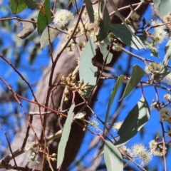 Eucalyptus macrorhyncha at Stromlo, ACT - 25 Apr 2023