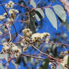 Eucalyptus macrorhyncha at Stromlo, ACT - 25 Apr 2023 12:25 PM