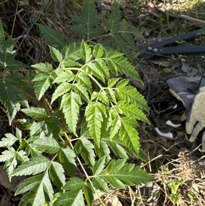 Melia azedarach (White Cedar) at Kangaroo Valley, NSW - 4 Mar 2023 by lbradley