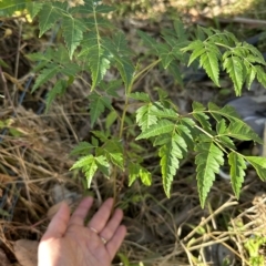 Melia azedarach at Kangaroo Valley, NSW - suppressed