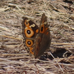 Junonia villida (Meadow Argus) at Block 402 - 25 Apr 2023 by MatthewFrawley