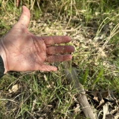 Eragrostis leptostachya (A Lovegrass) at Kangaroo Valley, NSW - 4 Mar 2023 by lbradley