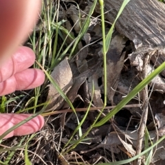 Eragrostis leptostachya at suppressed - 5 Mar 2023