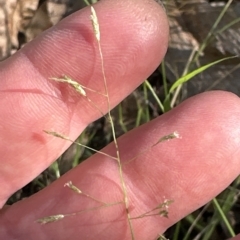 Eragrostis leptostachya at suppressed - suppressed