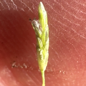 Eragrostis leptostachya at suppressed - 5 Mar 2023