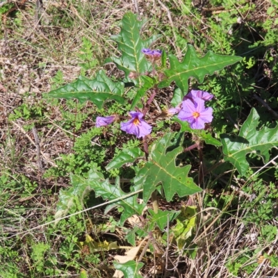 Solanum cinereum (Narrawa Burr) at Block 402 - 25 Apr 2023 by MatthewFrawley