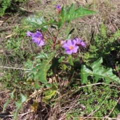 Solanum cinereum at Molonglo Valley, ACT - 25 Apr 2023