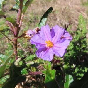 Solanum cinereum at Molonglo Valley, ACT - 25 Apr 2023