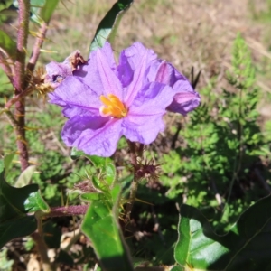 Solanum cinereum at Molonglo Valley, ACT - 25 Apr 2023