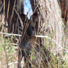 Notamacropus rufogriseus (Red-necked Wallaby) at Block 402 - 25 Apr 2023 by MatthewFrawley