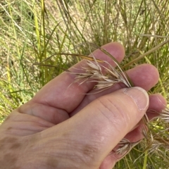 Themeda triandra (Kangaroo Grass) at Kangaroo Valley, NSW - 26 Feb 2023 by lbradley