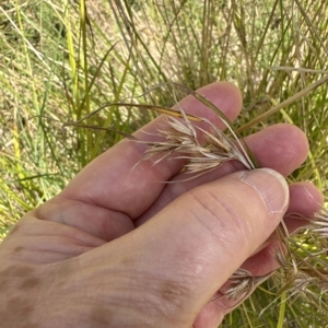 Themeda triandra at Kangaroo Valley, NSW - suppressed