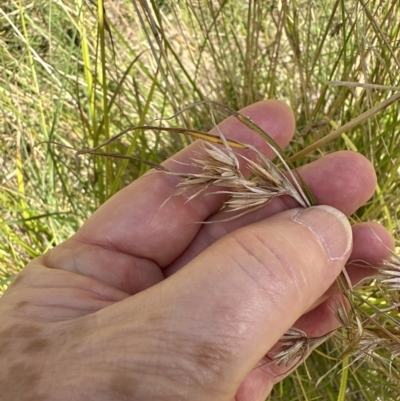 Themeda triandra (Kangaroo Grass) at Kangaroo Valley, NSW - 26 Feb 2023 by lbradleyKV