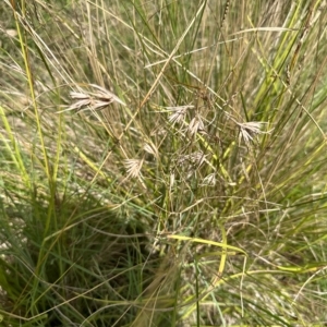 Themeda triandra at Kangaroo Valley, NSW - suppressed