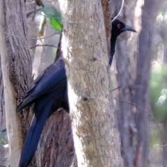 Corcorax melanorhamphos (White-winged Chough) at Denman Prospect 2 Estate Deferred Area (Block 12) - 28 Apr 2023 by Kurt