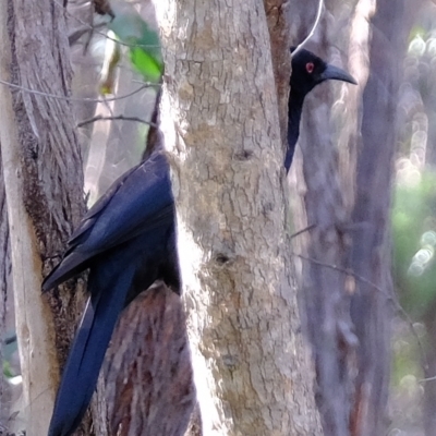 Corcorax melanorhamphos (White-winged Chough) at Block 402 - 28 Apr 2023 by Kurt