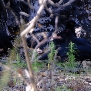 Corcorax melanorhamphos at Molonglo Valley, ACT - 28 Apr 2023 03:13 PM