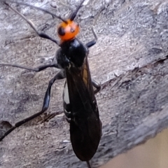 Callibracon capitator (White Flank Black Braconid Wasp) at Block 402 - 28 Apr 2023 by Kurt