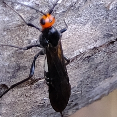 Callibracon capitator (White Flank Black Braconid Wasp) at Molonglo Valley, ACT - 28 Apr 2023 by Kurt