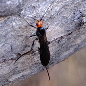 Callibracon capitator at Molonglo Valley, ACT - 28 Apr 2023 04:06 PM