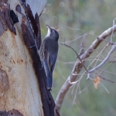 Cormobates leucophaea (White-throated Treecreeper) at Block 402 - 28 Apr 2023 by Kurt