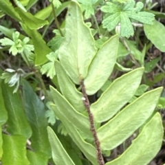 Pellaea falcata (Sickle Fern) at Kangaroo Valley, NSW - 21 Feb 2023 by lbradley