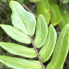 Pellaea falcata at Kangaroo Valley, NSW - suppressed