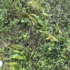 Pellaea falcata at Kangaroo Valley, NSW - suppressed