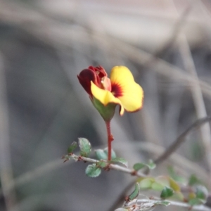 Bossiaea buxifolia at Hughes, ACT - 22 Apr 2023