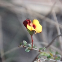 Bossiaea buxifolia (Matted Bossiaea) at Hughes, ACT - 22 Apr 2023 by LisaH