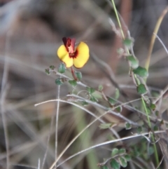 Bossiaea buxifolia at Hughes, ACT - 22 Apr 2023 06:38 PM