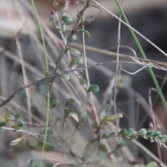 Bossiaea buxifolia at Hughes, ACT - 22 Apr 2023 06:38 PM