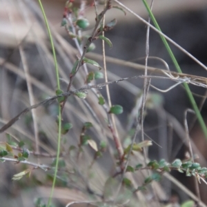 Bossiaea buxifolia at Hughes, ACT - 22 Apr 2023