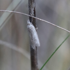 Phryganeutis cinerea at Hughes, ACT - 28 Apr 2023 05:56 PM