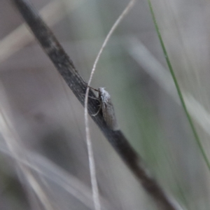 Phryganeutis cinerea at Hughes, ACT - 28 Apr 2023