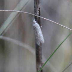 Phryganeutis cinerea at Hughes, ACT - 28 Apr 2023