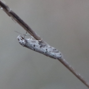 Philobota pedetis at Hughes, ACT - 28 Apr 2023